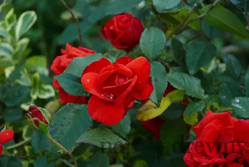 Ruža na kmienku Kenegem, výška 90/110 cm, v črepníku 7l Rosa Kenegem