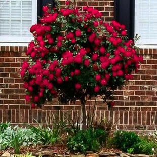 Ruža na kmienku Leonard da Vinci - červená, výška 60/80cm, v črepníku 5l Rosa Leonardo da Vinci