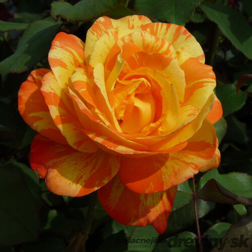 Ruža na kmienku Marvelle, výška 90/110 cm, v črepníku 7l Rosa Marvelle