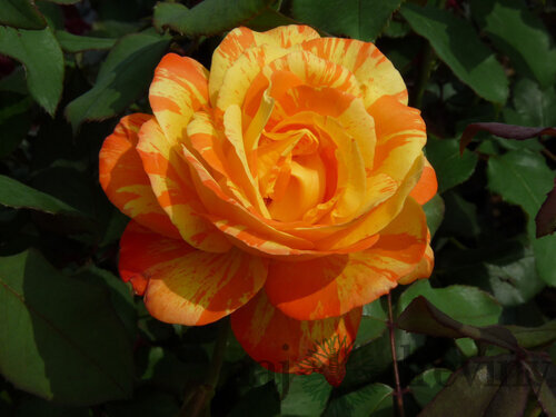 Ruža na kmienku Marvelle, výška 90/110 cm, v črepníku 7l Rosa Marvelle