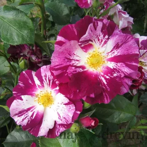 Ruža na kmienku Oh Wow, výška 130/150 cm, v črepníku 7l Rosa pienna Oh Wow