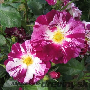 Ruža na kmienku Oh Wow, výška 130/150 cm, v črepníku 7l Rosa pienna Oh Wow