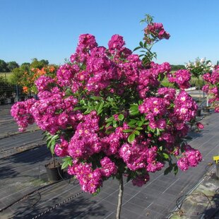 Ruža na kmienku Perennial Blue, výška 90/110 cm, v črepníku 5l Rosa ‘Perennial Blue®‘