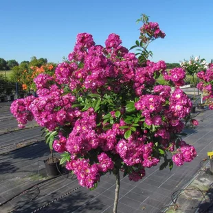 Ruža na kmienku Perennial Blue, výška 90/110 cm, v črepníku 5l Rosa ‘Perennial Blue®‘