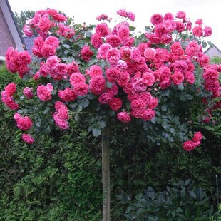 Ruža na kmienku ROSARIUM UETERSEN ‘Kortersen‘ - ružová, výška kmienku 90/110cm, v črepníku 7l Rosa ROSARIUM UETERSEN ‘Kortersen‘