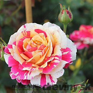 Ruža na kmienku Vanille Fraise, výška 130/150 cm, v črepníku 7l Rosa pienna Vanille Fraise