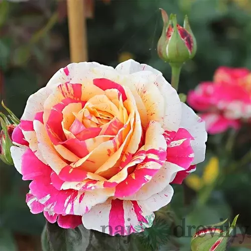Ruža na kmienku Vanille Fraise, výška 130/150 cm, v črepníku 7l Rosa pienna Vanille Fraise