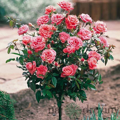 Ruža na kmienku Wildberry - ružová 60/80 cm, v črepníku 7l Rosa WILDBERRY