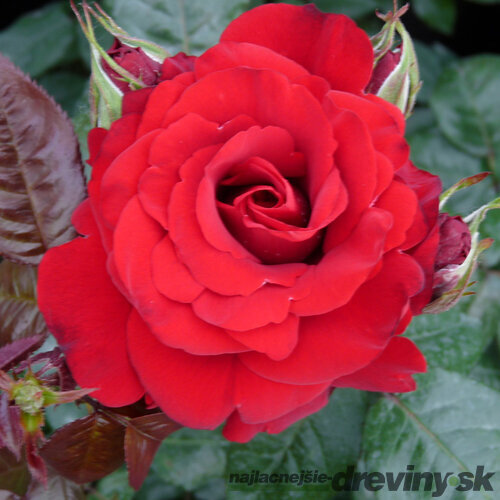 Ruža ‘P.G. Wodehouse‘® 30/50 cm v črepníku 5l Rosa ‘P.G. Wodehouse‘®