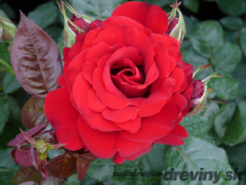 Ruža ‘P.G. Wodehouse‘® 30/50 cm v črepníku 5l Rosa ‘P.G. Wodehouse‘®
