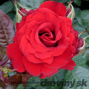 Ruža ‘P.G. Wodehouse‘® 30/50 cm v črepníku 5l Rosa ‘P.G. Wodehouse‘®