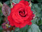 Ruža ‘P.G. Wodehouse‘® 30/50 cm v črepníku 5l Rosa ‘P.G. Wodehouse‘®