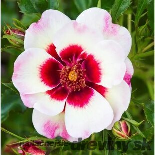 Ruža perzská Bravo Babylon Eyes, v črepníku 6l Rosa hultemia persica Bravo Babylon Eyes