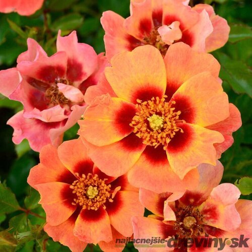 Ruža perzská Flame Babylon Eyes, v črepníku 6l Rosa hultemia persica Flame Babylon Eyes