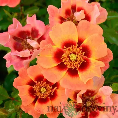 Ruža perzská Flame Babylon Eyes, v črepníku 6l Rosa hultemia persica Flame Babylon Eyes