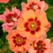 Ruža perzská Flame Babylon Eyes, v črepníku 6l Rosa hultemia persica Flame Babylon Eyes