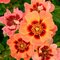 Ruža perzská Flame Babylon Eyes, v črepníku 6l Rosa hultemia persica Flame Babylon Eyes