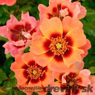 Ruža perzská Flame Babylon Eyes, v črepníku 6l Rosa hultemia persica Flame Babylon Eyes