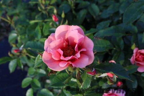 Ruža perzská Maestro Babylon Eyes, v črepníku 6l Rosa hultemia persica Maestro Babylon Eyes