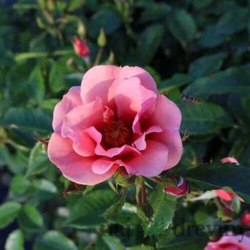 Ruža perzská Maestro Babylon Eyes, v črepníku 6l Rosa hultemia persica Maestro Babylon Eyes