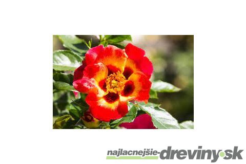Ruža perzská Sunshine Babylon Eyes, v črepníku 6l Rosa hultemia persica Sunshine Babylon Eyes