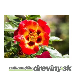 Ruža perzská Sunshine Babylon Eyes, v črepníku 6l Rosa hultemia persica Sunshine Babylon Eyes