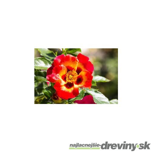 Ruža perzská Sunshine Babylon Eyes, v črepníku 6l Rosa hultemia persica Sunshine Babylon Eyes
