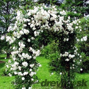 Ruža popínavá biela v črepníku 3 litre Rosa