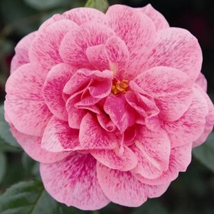 Ruža popínavá Camelot, v črepníku 4l Rosa Camelot