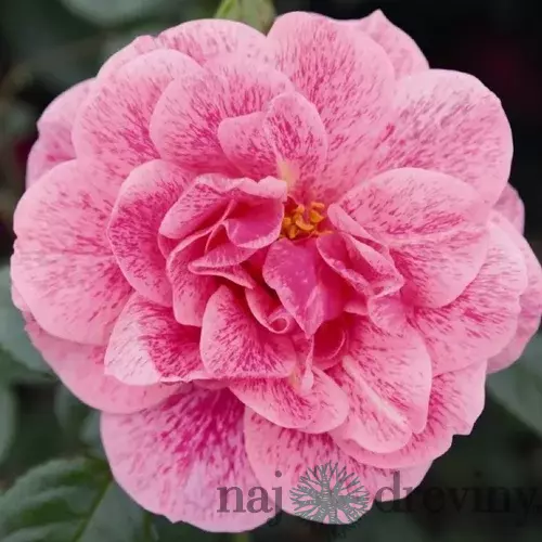 Ruža popínavá Camelot, v črepníku 4l Rosa Camelot