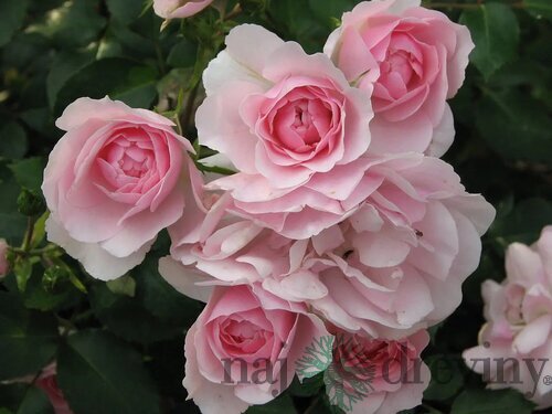 Ruža popínavá červená Bonica 60/80 cm , v črepníku 3 litre Rosa Bonica