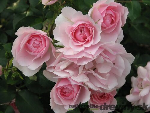Ruža popínavá červená Bonica 60/80 cm , v črepníku 3 litre Rosa Bonica