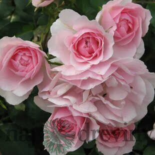 Ruža popínavá červená Bonica 60/80 cm , v črepníku 3 litre Rosa Bonica