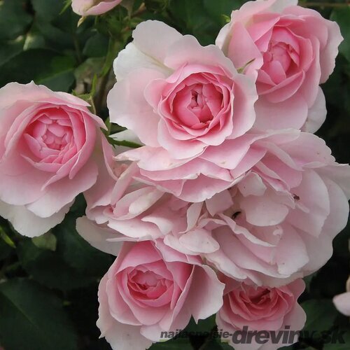 Ruža popínavá červená Bonica 60/80 cm , v črepníku 3 litre Rosa Bonica