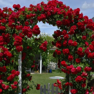 Ruža popínavá červená v črepníku 3 litre Rosa