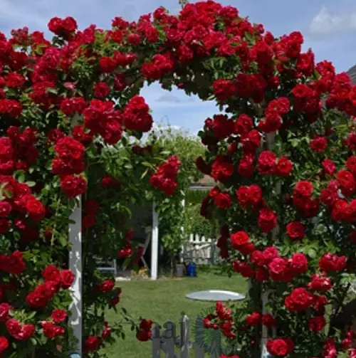 Ruža popínavá červená v črepníku 3 litre Rosa