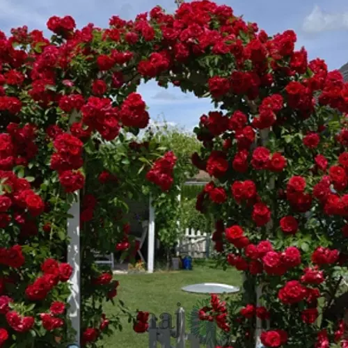 Ruža popínavá červená v črepníku 3 litre Rosa