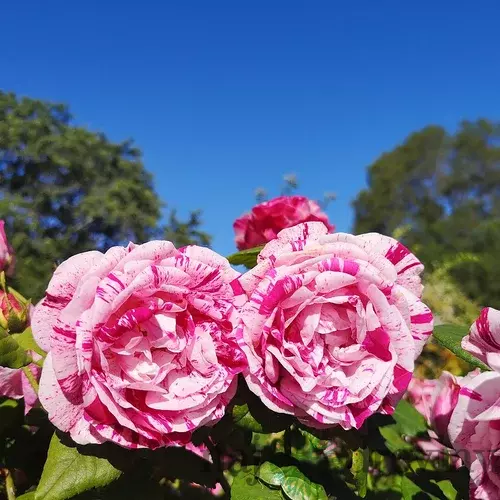 Ruža popínavá červeno - biela Ferdinand Pichard, v črepníku 2l Rosa Ferdinand Pichard