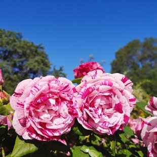 Ruža popínavá červeno - biela Ferdinand Pichard, v črepníku 2l Rosa Ferdinand Pichard