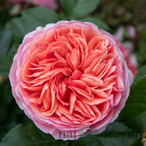 Ruža popínavá Chippendale 60/80 cm, v črepníku 3l Rosa Chippendale