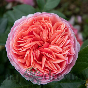 Ruža popínavá Chippendale 60/80 cm, v črepníku 3l Rosa Chippendale
