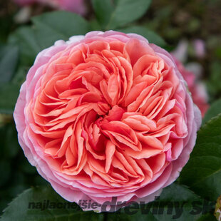 Ruža popínavá Chippendale 60/80 cm, v črepníku 3l Rosa Chippendale
