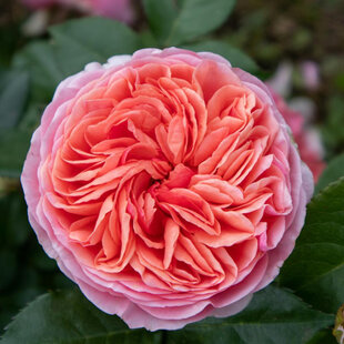 Ruža popínavá Chippendale 60/80 cm, v črepníku 3l Rosa Chippendale