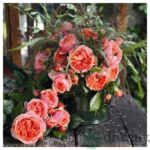 Ruža popínavá Chippendale 60/80 cm, v črepníku 3l Rosa Chippendale
