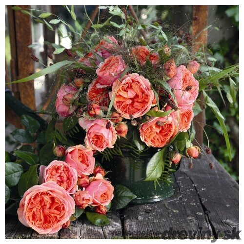 Ruža popínavá Chippendale 60/80 cm, v črepníku 3l Rosa Chippendale
