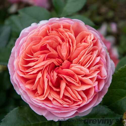 Ruža popínavá Chippendale 60/80 cm, v črepníku 3l Rosa Chippendale