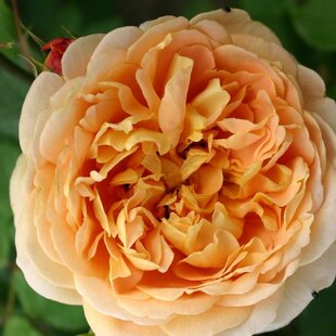 Ruža popínavá Chippendale Gold, výška 90/110 cm, v črepníku 7l Rosa Chippendale Gold