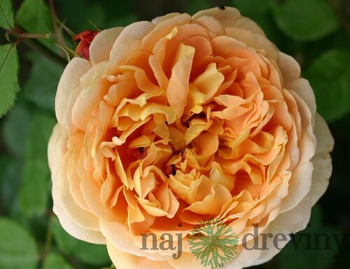 Ruža popínavá Chippendale Gold, výška 90/110 cm, v črepníku 7l Rosa Chippendale Gold