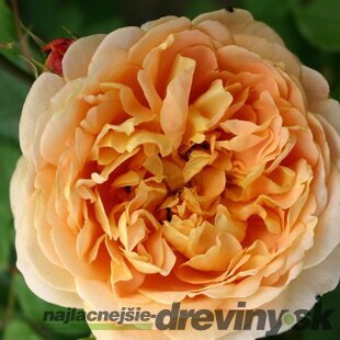 Ruža popínavá Chippendale Gold, výška 90/110 cm, v črepníku 7l Rosa Chippendale Gold