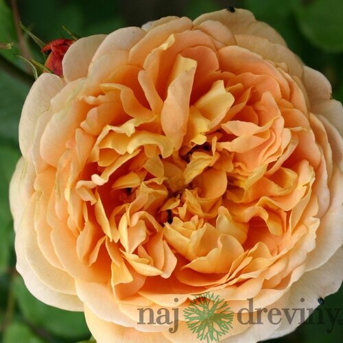 Ruža popínavá Chippendale Gold, výška 90/110 cm, v črepníku 7l Rosa Chippendale Gold